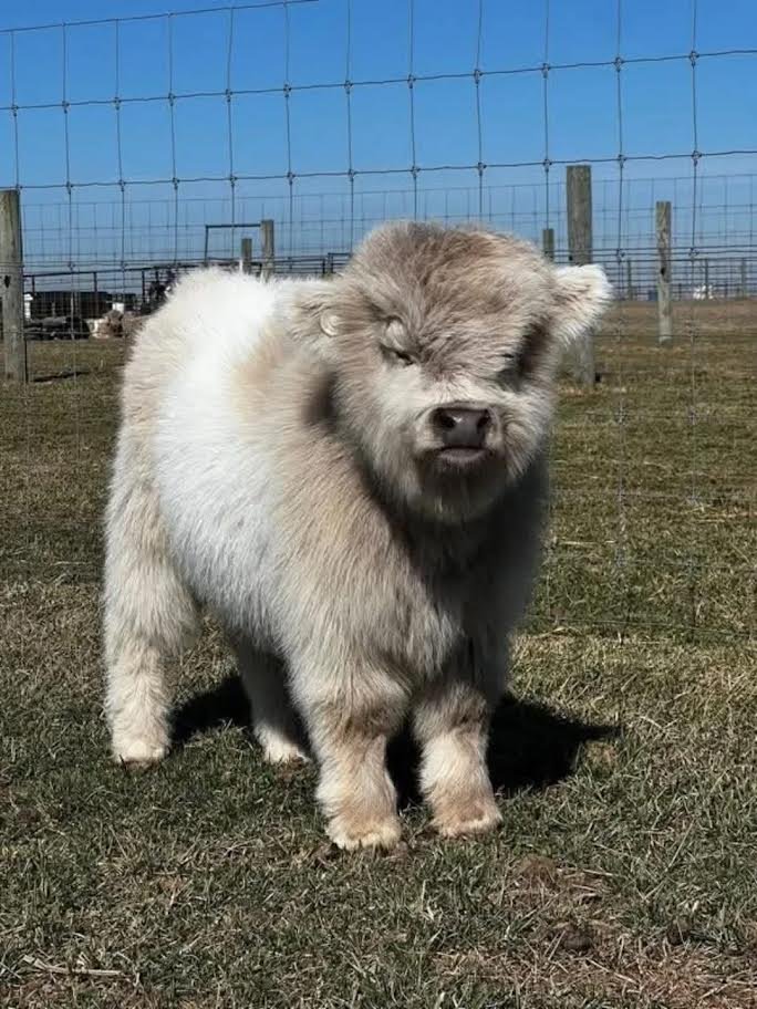 Mini Highland Heifer for Sale Now