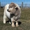 Mini Highland Heifer for Sale Online