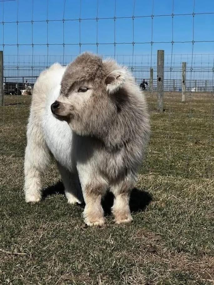 Mini Highland Heifer for Sale Online