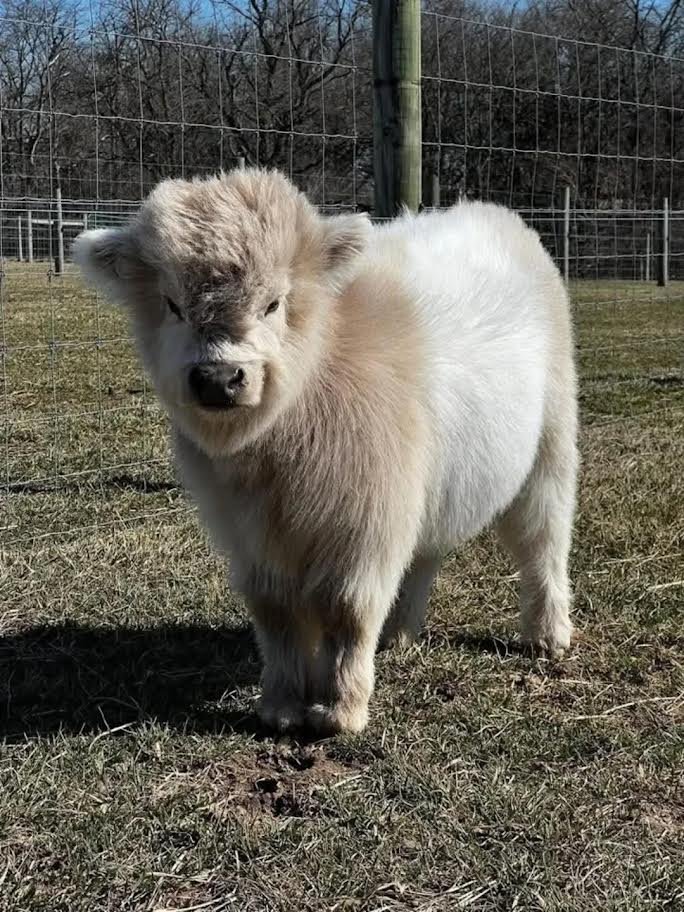 Mini Highland Heifer for Sale
