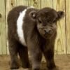 Mini Highland Heifer for Sale_Now