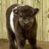 Mini Highland Heifer_for Sale Now