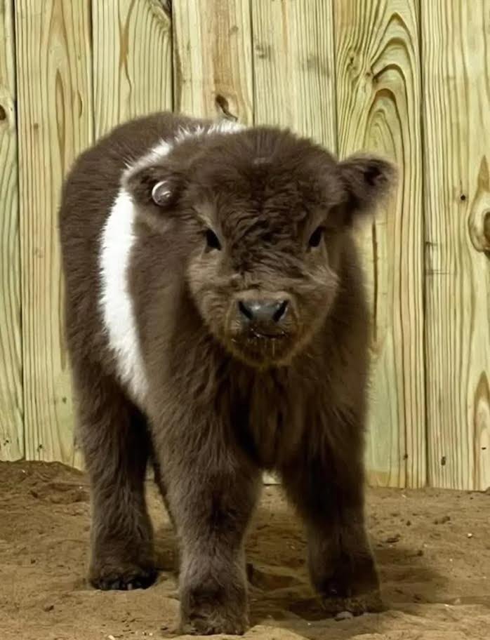 Mini Highland Heifer_for Sale Now