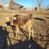 Miniature Highland Jersey Bull For Sale