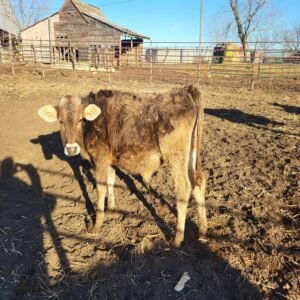 Miniature Highland Jersey Bull For Sale