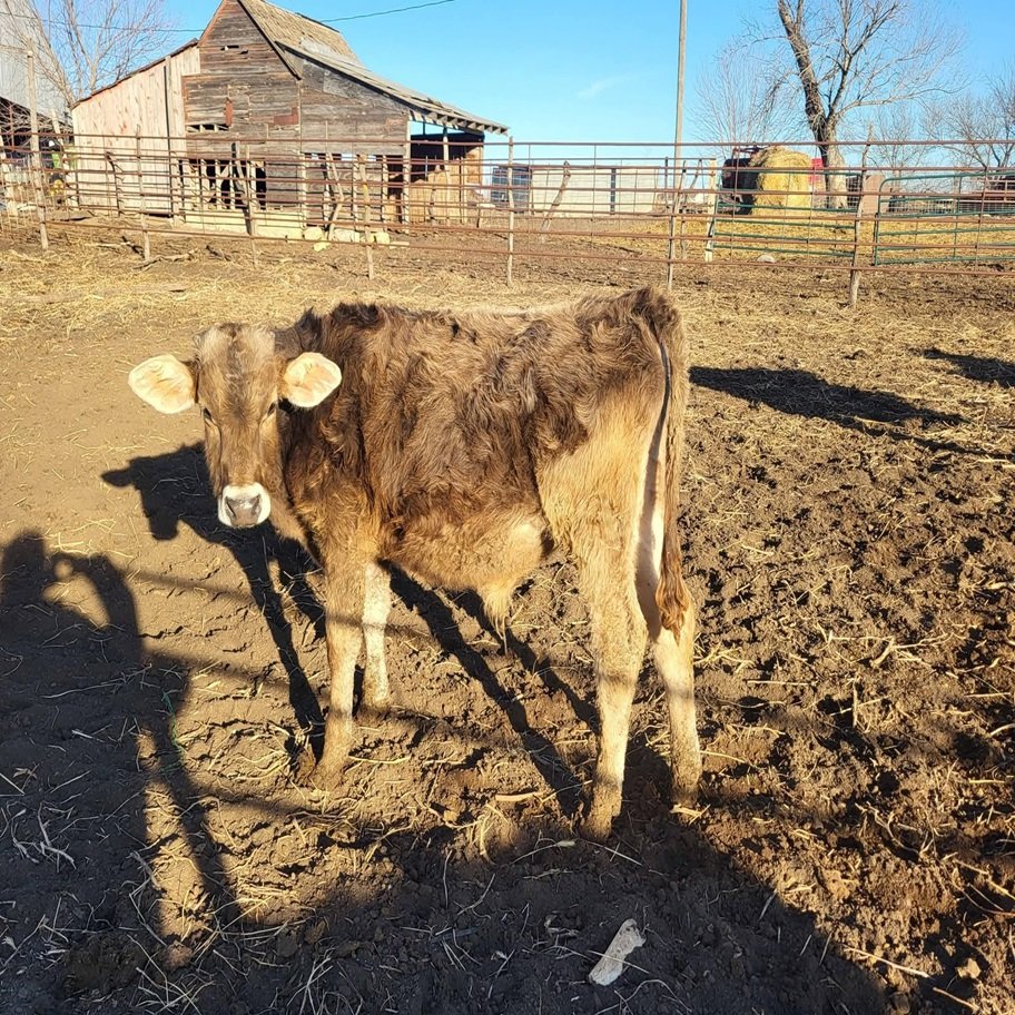 Miniature Highland Jersey Bull For Sale