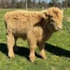 Mini Highland bull for sale
