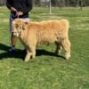 Mini Highland bull for sale Now