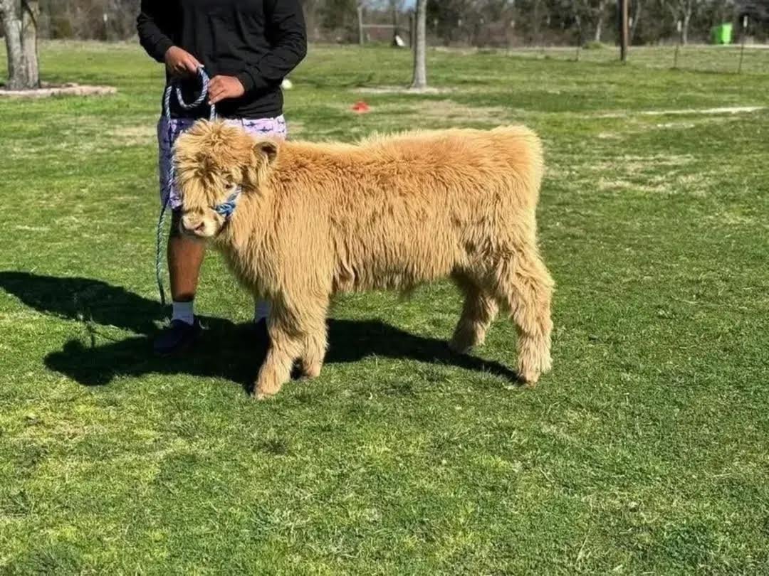 Mini Highland bull for sale Now