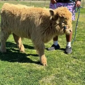 Mini Highland bull for sale Online