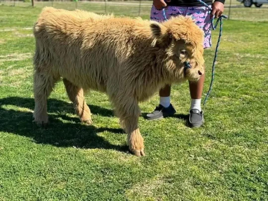 Mini Highland bull for sale Online