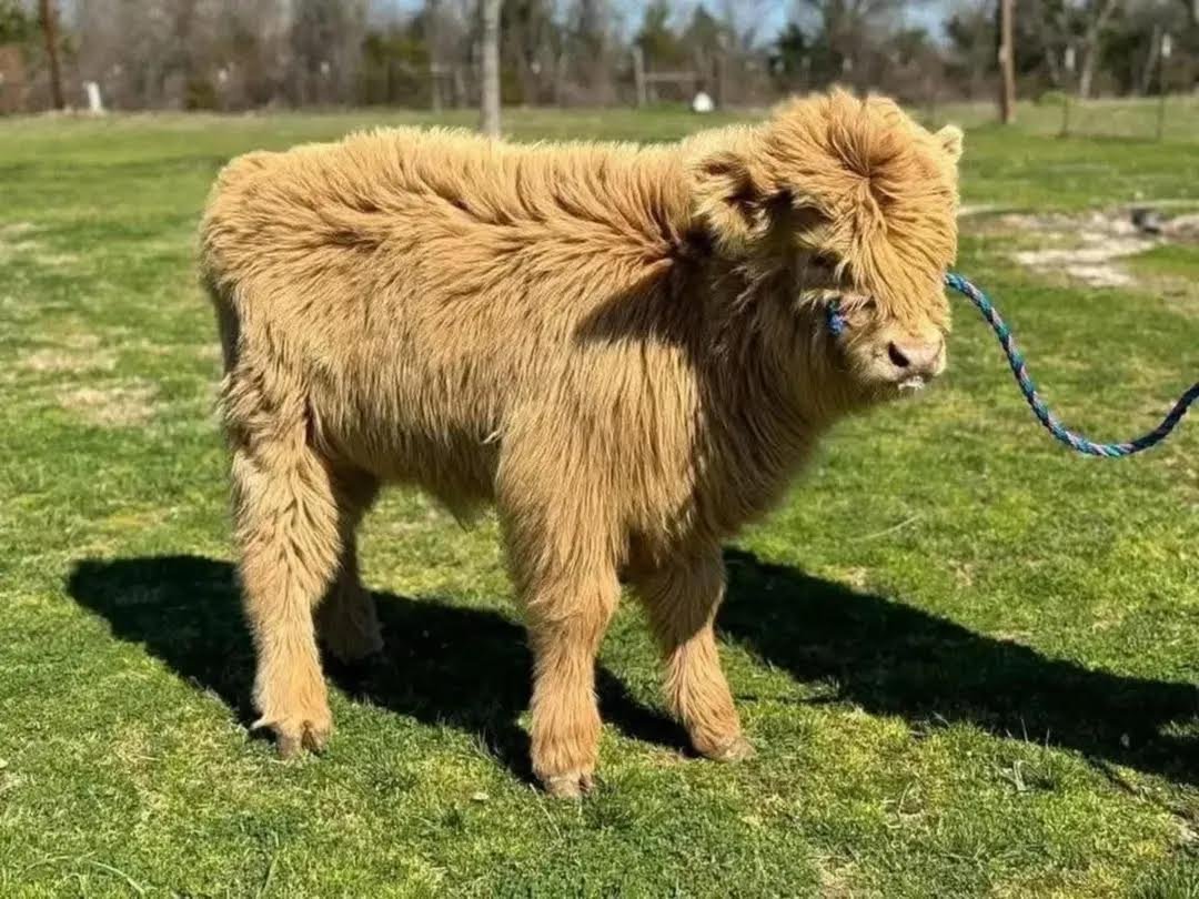 Mini Highland bull for sale