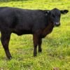 Miniature Highland Heifer For Sale