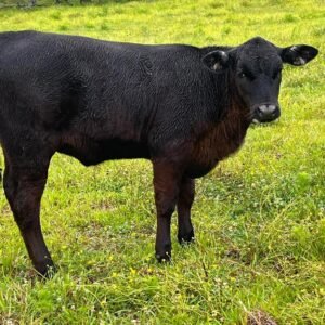 Miniature Highland Heifer For Sale