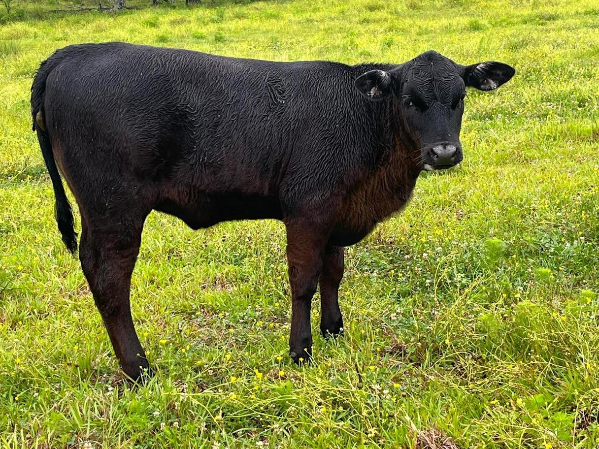 Miniature Highland Heifer For Sale