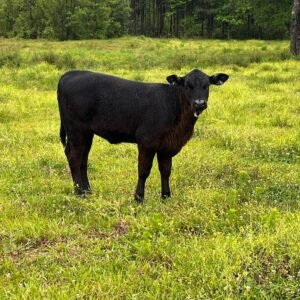 Miniature Highland Heifer For_Sale