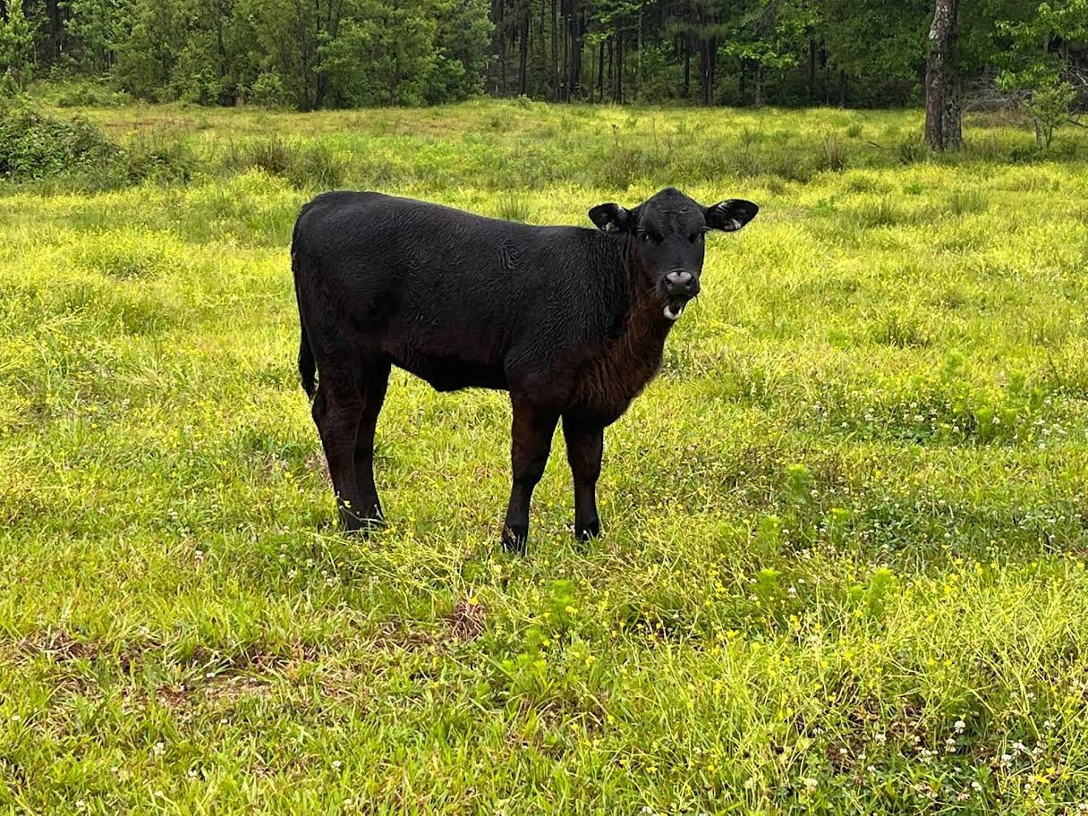 Miniature Highland Heifer For_Sale