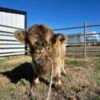 Miniature Highland Heifer for Sale Miniature Highland Heifer for Sale