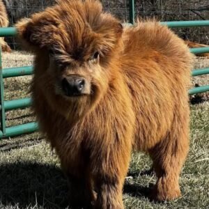 Miniature Highland Heifer for Sale