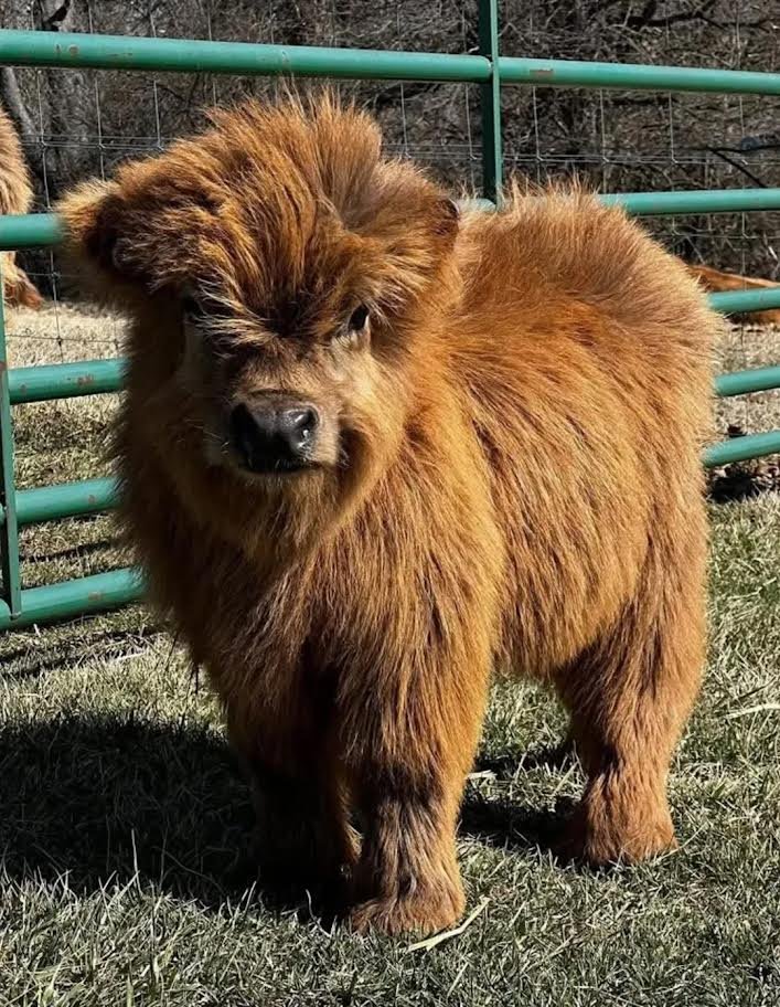 Miniature Highland Heifer for Sale