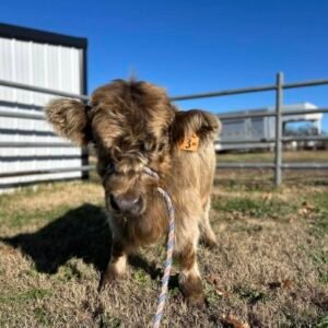 Miniature Highland Heifer for Sale