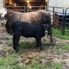 Miniature Highland Heifer for Sale Now