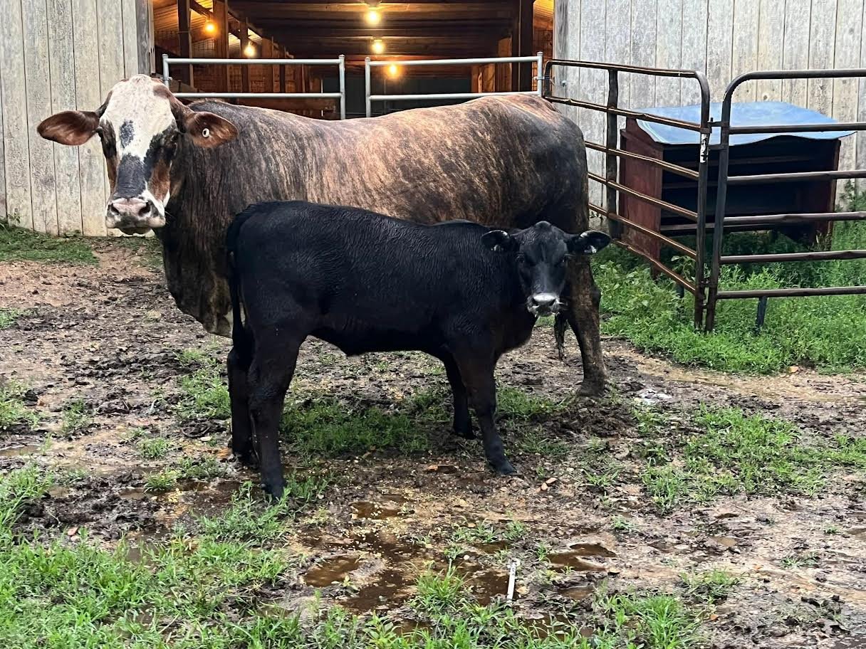 Miniature Highland Heifer for Sale Now