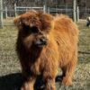 Miniature Highland Heifer for Sale Online