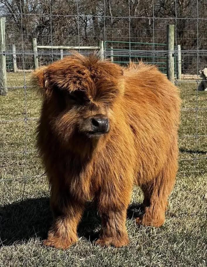 Miniature Highland Heifer for Sale Online