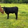 Miniature Highland Heifer for Sale Online