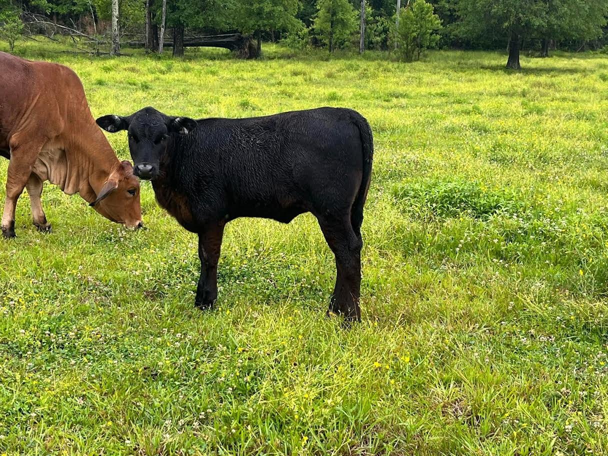 Miniature Highland Heifer for Sale Online