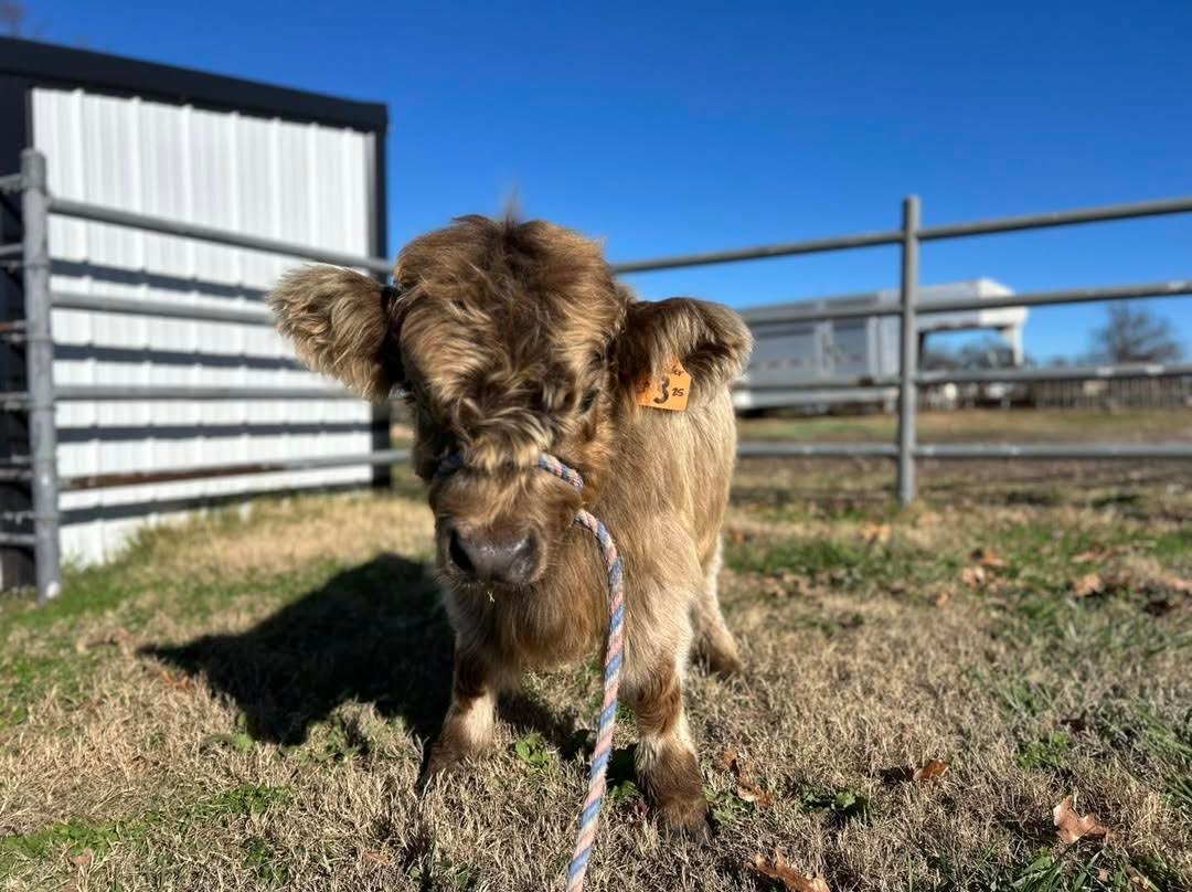 Miniature Highland Heifer for Sale