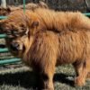 Miniature Highland Heifer for_Sale