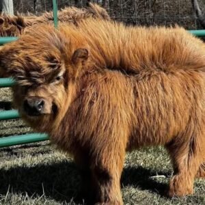 Miniature Highland Heifer for_Sale