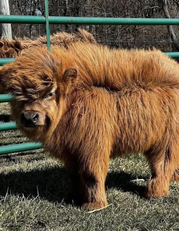 Miniature Highland Heifer for_Sale