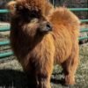 Miniature Highland Heifer_for Sale