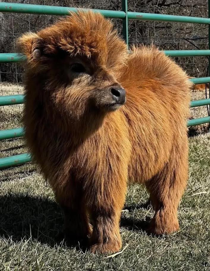 Miniature Highland Heifer_for Sale