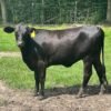 Miniature Highland Heifers For Sale