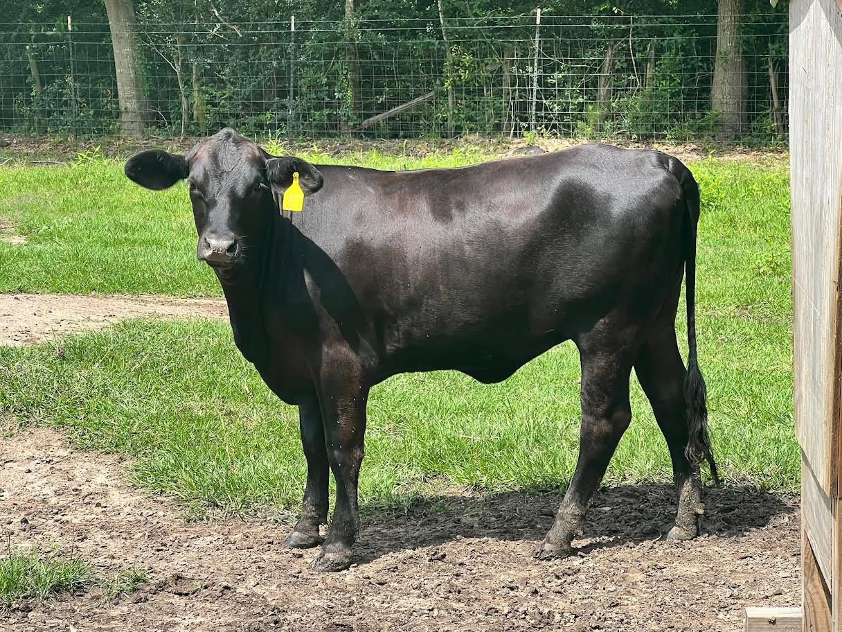 Miniature Highland Heifers For Sale