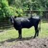 Miniature Highland Heifers For Sale1