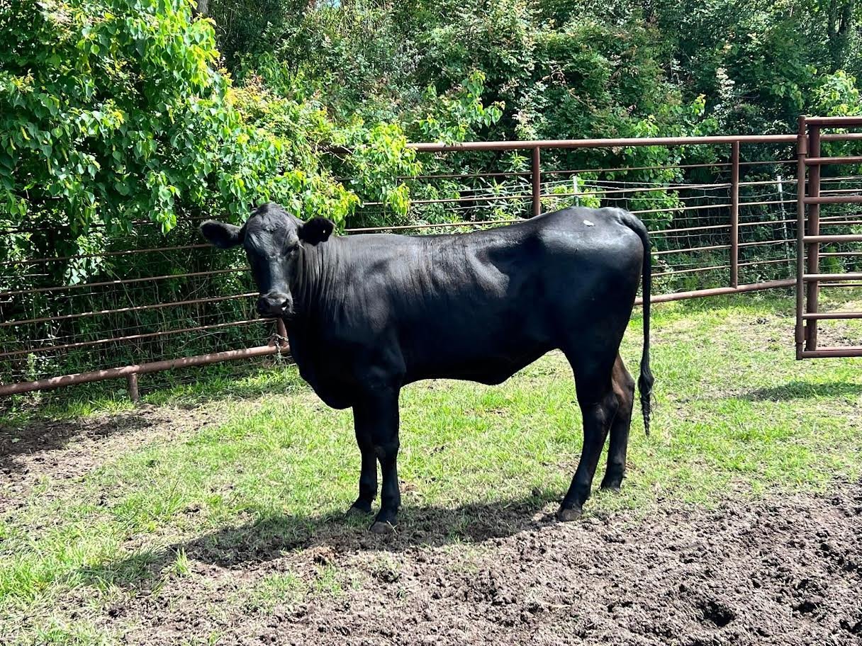 Miniature Highland Heifers For Sale1
