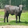 Miniature Highland Heifers For_Sale