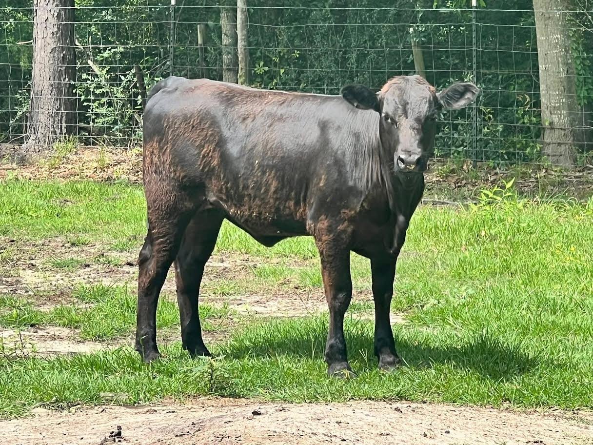 Miniature Highland Heifers For_Sale