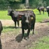 Miniature Highland Heifers_For Sale