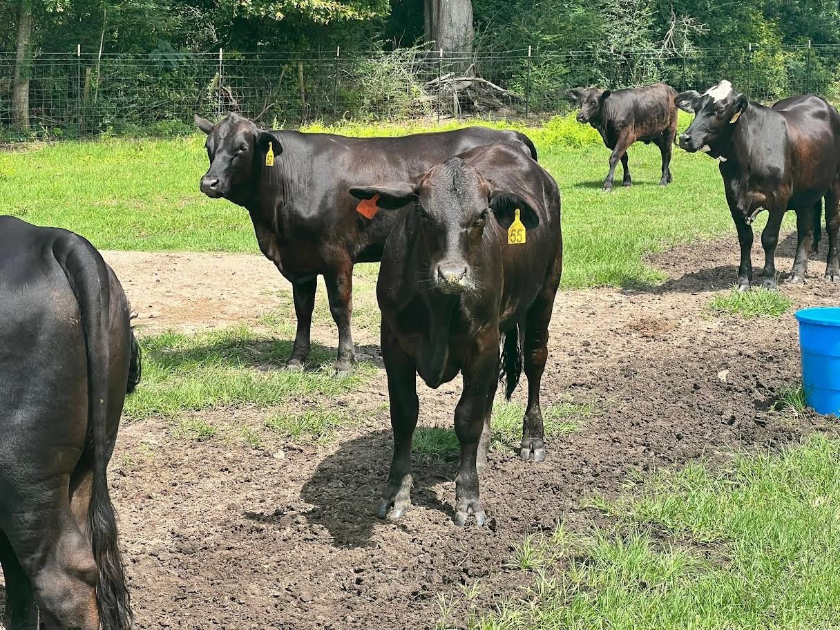 Miniature Highland Heifers_For Sale