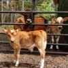 Miniature Highland Jersey Bull for Sale Miniature Highland Jersey Bull for Sale