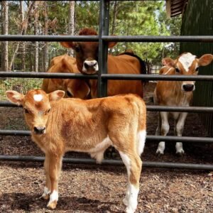 Miniature Highland Jersey Bull for Sale