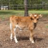 Miniature Highland Jersey Bull for Sale Online