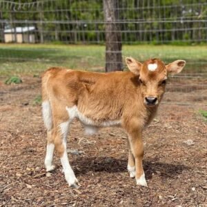 Miniature Highland Jersey Bull for Sale Online