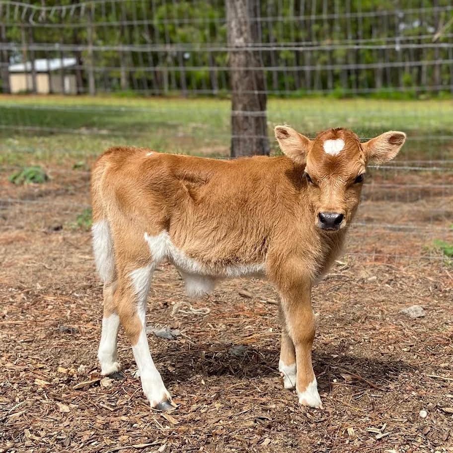 Miniature Highland Jersey Bull for Sale Online